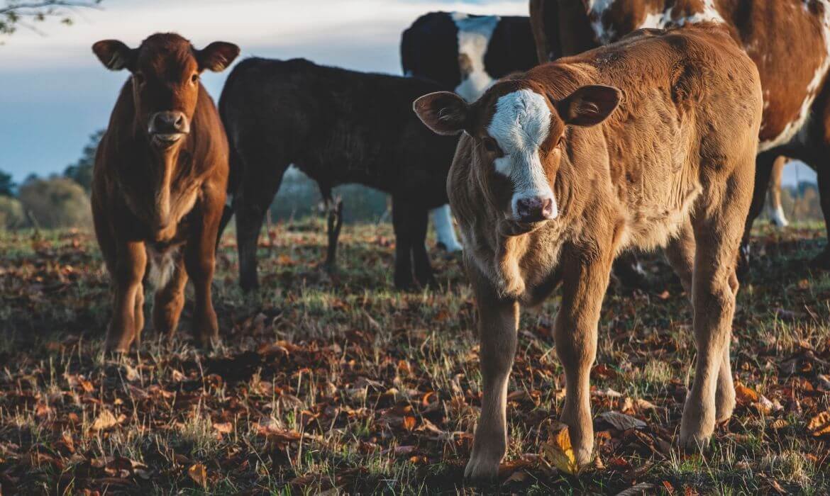 The Power of Ancestral Nutrition